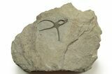 Detailed, Jurassic Brittle Star (Palaeocoma) - England #316871-1